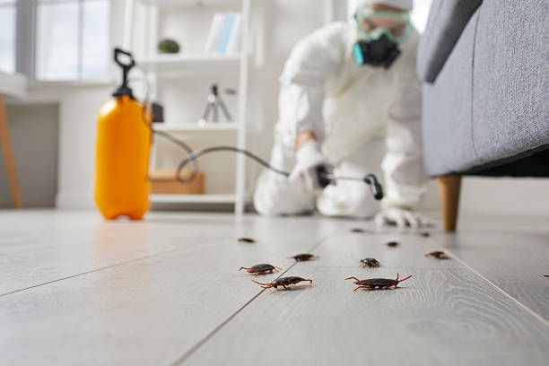 Post-Treatment Bed Bug Interceptor Monitoring in McCamey